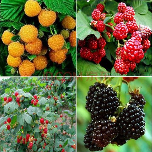 黑树莓苗盆栽地栽双季红树莓南方北方四季种植水果果树苗当年结果f3 7