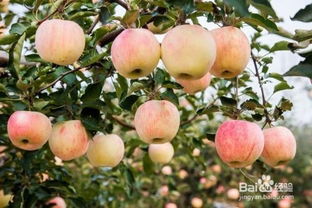 苹果树如何种植呢