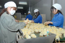 农行山东烟台分行不断加大家禽养殖行业的扶持力度