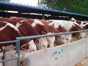 供应肉牛200 900斤肉牛品种 肉牛饲料 肉牛图片 高清图 细节图 山东亿缘牧业 