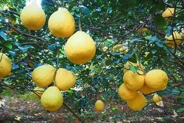 是一种具有景观园艺特点的经济果树,实为难得,是观光农业柚子种植的