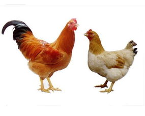 活鸡怎么做标记 鸡养得多,要给鸡分类,怎么在鸡身上做标记