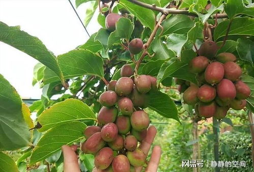 中国又一种果树走红,好吃有营养,产量大,市场前景好,值得种植