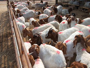 甘肃省肉羊 养殖 种植栏目